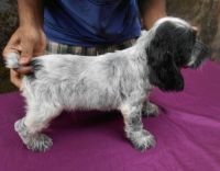 DogsIndia.com - English Cocker Spaniel - Goldflakes Kennel