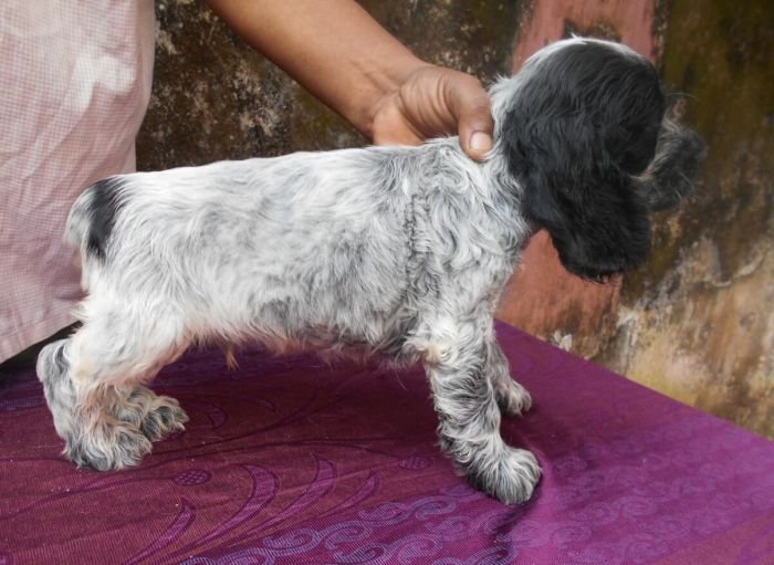 DogsIndia.com - English Cocker Spaniel - Goldflakes Kennel