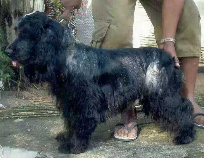DogsIndia.com - English Cocker Spaniel - Goldflakes Kennel