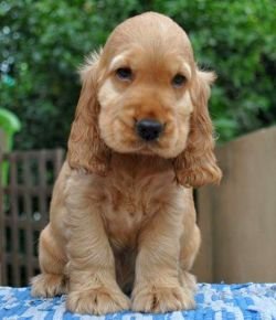 DogsIndia.com - Puppy Picture - Cocker Spaniel - Jaisimha
