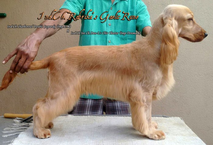 DogsIndia.com - English Cocker Spaniel - Rabrika Cockers