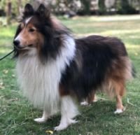 DogsIndia.com - Collie (Rough) - Akshay Dagar - Advance Kennel