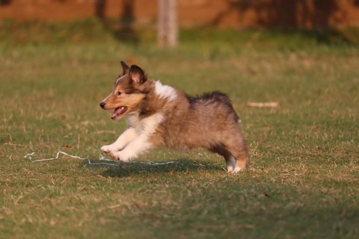 DogsIndia.com - Collie (Rough) - Akshay Dagar - Advance Kennel