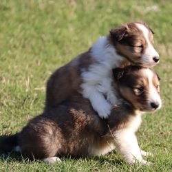 DogsIndia.com - Collie (Rough) - Akshay Dagar - Advance Kennel