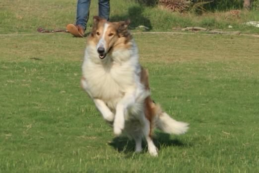 DogsIndia.com - Collie (Rough) - Akshay Dagar - Advance Kennel