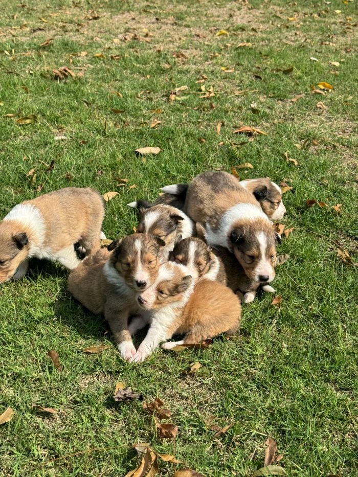 DogsIndia.com - Collie (Rough) - Akshay Dagar - Advance Kennel