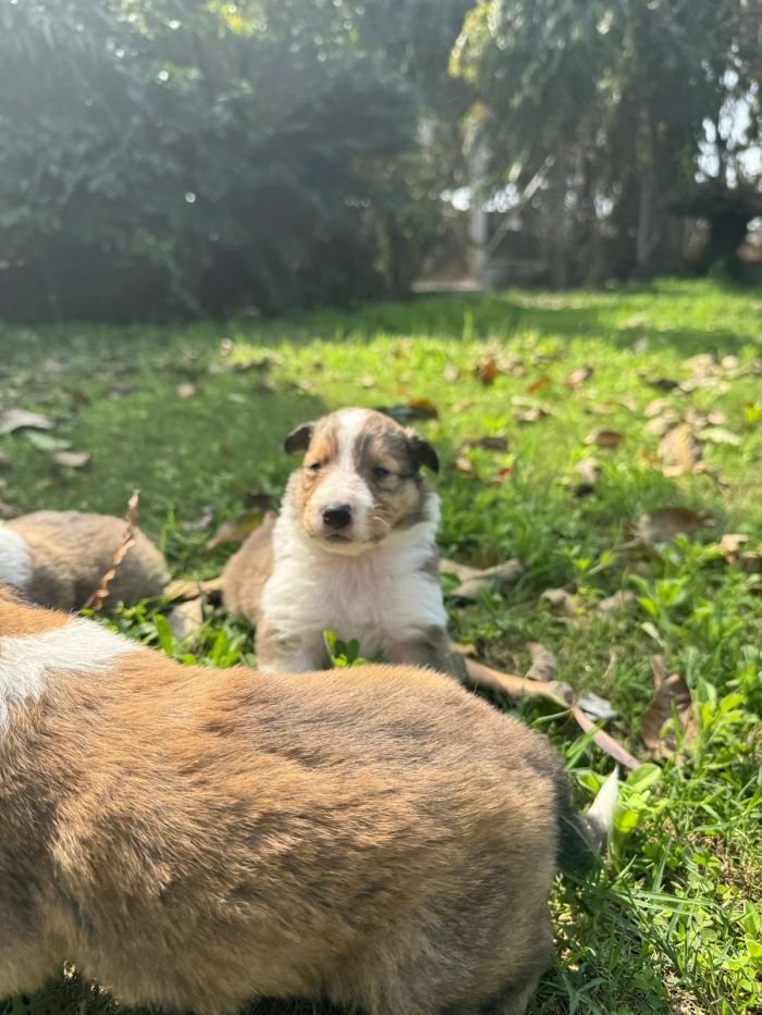 DogsIndia.com - Collie (Rough) - Akshay Dagar - Advance Kennel