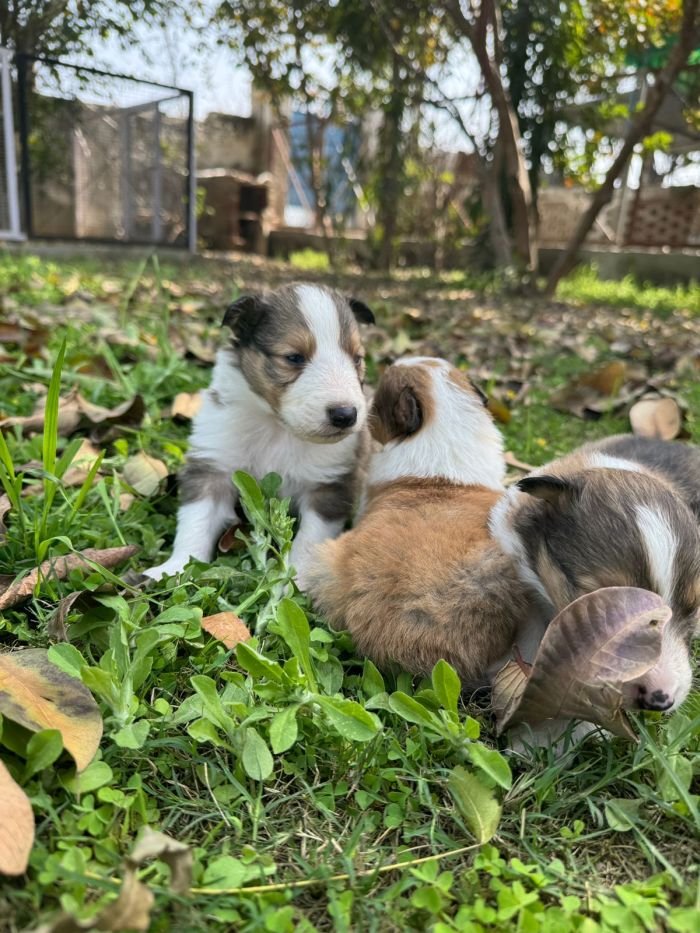 DogsIndia.com - Collie (Rough) - Akshay Dagar - Advance Kennel