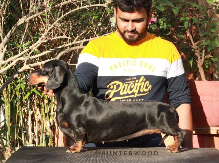 DogsIndia.com - Dachshund Standard Smooth - Hunterwood