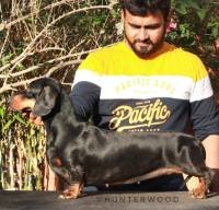 DogsIndia.com - Dachshund Standard Smooth - Hunterwood