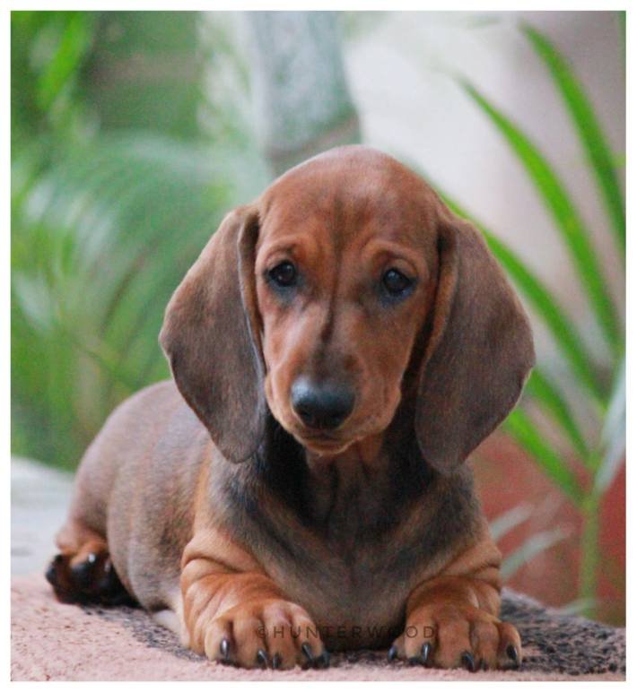 DogsIndia.com - Dachshund Standard Smooth - Hunterwood
