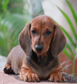 DogsIndia.com - Dachshund Standard Smooth - Hunterwood