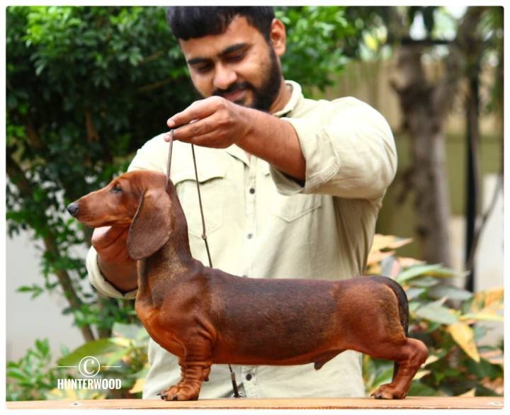 DogsIndia.com - Dachshund Standard Smooth - Hunterwood