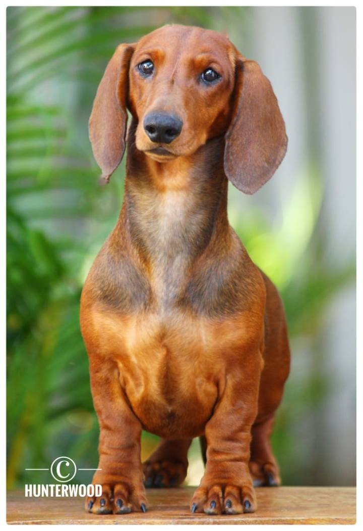 DogsIndia.com - Dachshund Standard Smooth - Hunterwood