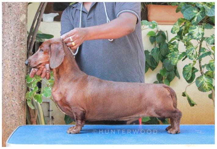 DogsIndia.com - Dachshund Standard Smooth - Hunterwood