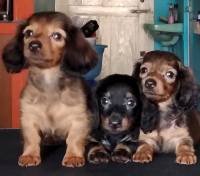 DogsIndia.com - Long Coat Dachshund - Raghu