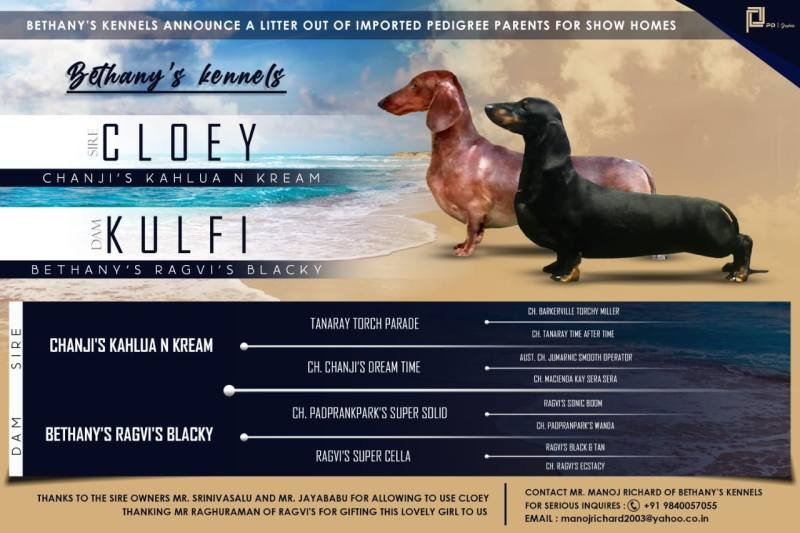 DogsIndia.com - Dachshund Standard Smooth - Manoj Richard, Bethany Kennels