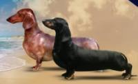 DogsIndia.com - Dachshund Standard Smooth - Manoj Richard, Bethany Kennels