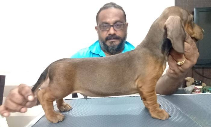DogsIndia.com - Dachshund Standard Smooth - Manoj Richard, Bethany Kennels