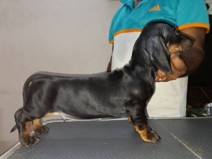 DogsIndia.com - Dachshund Standard Smooth - Manoj Richard, Bethany Kennels