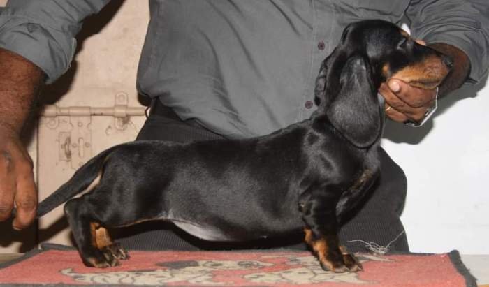 DogsIndia.com - Dachshund Standard Smooth - Manoj Richard, Bethany Kennels