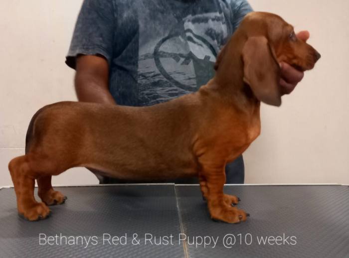 DogsIndia.com - Dachshund Standard Smooth - Manoj Richard, Bethany Kennels