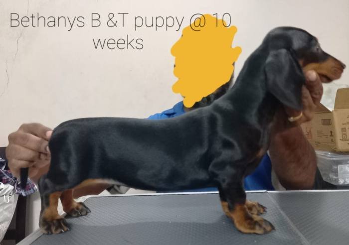 DogsIndia.com - Dachshund Standard Smooth - Manoj Richard, Bethany Kennels
