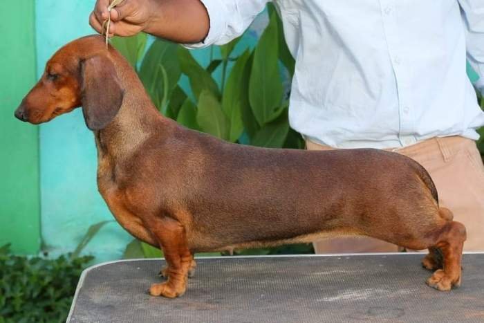 DogsIndia.com - Dachshund - Padma Kumar