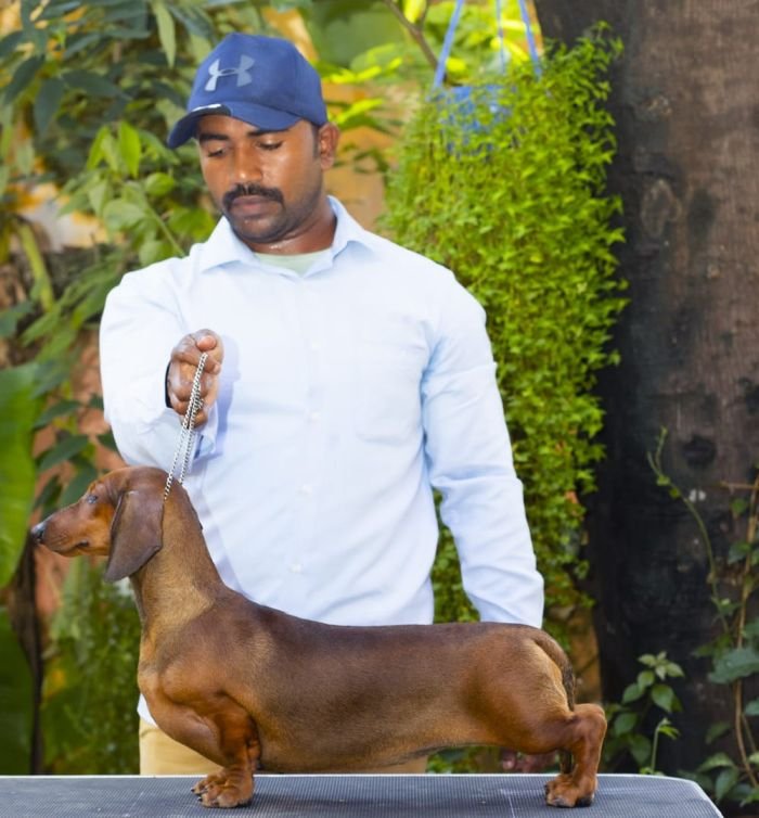 DogsIndia.com - Dachshund - Padma Kumar