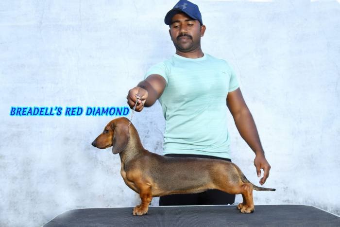 DogsIndia.com - Dachshund - Padma Kumar