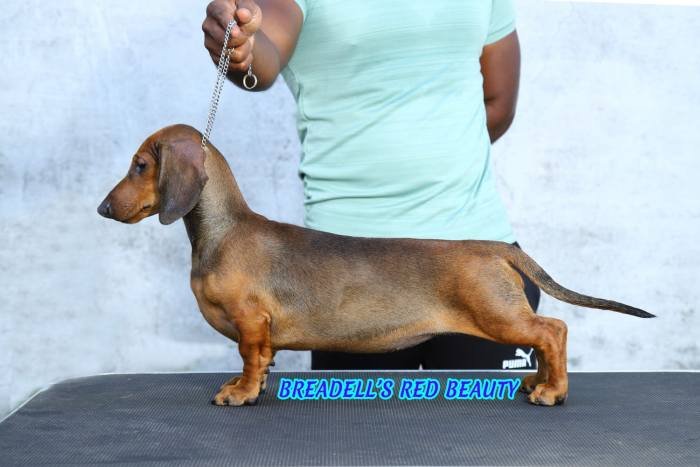 DogsIndia.com - Dachshund - Padma Kumar
