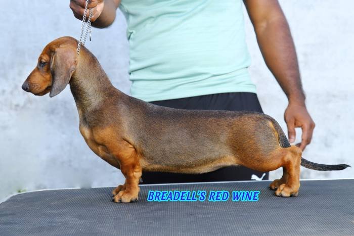 DogsIndia.com - Dachshund - Padma Kumar