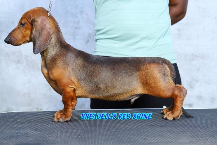 DogsIndia.com - Dachshund - Padma Kumar