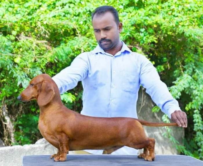 DogsIndia.com - Dachshund - Padma Kumar