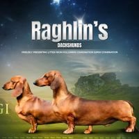 DogsIndia.com - Dachshund - Raghlin's Dachshunds