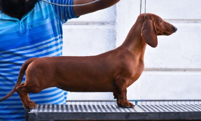 DogsIndia.com - Dachshund - Raghlin's Dachshunds