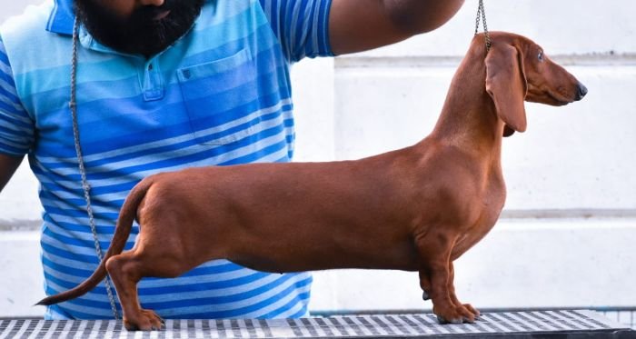 DogsIndia.com - Dachshund - Raghlin's Dachshunds