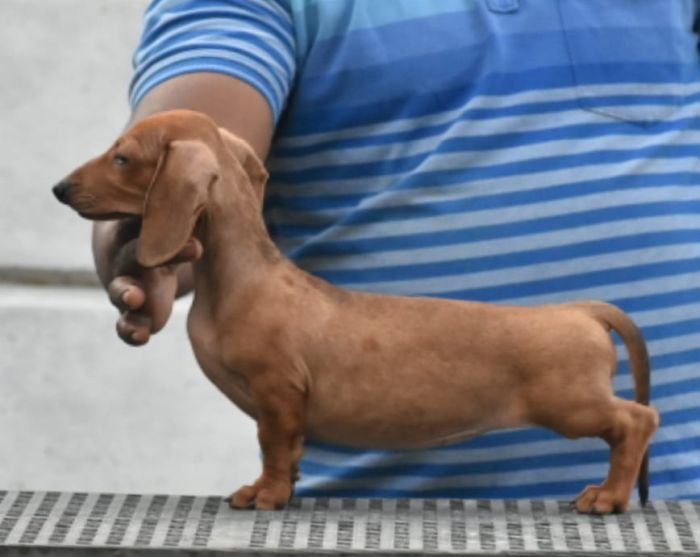 DogsIndia.com - Dachshund - Raghlin's Dachshunds