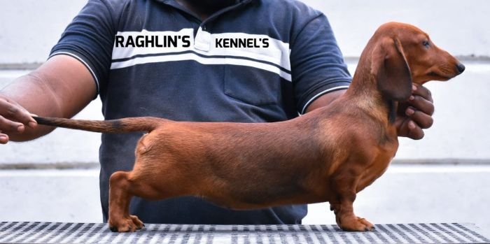 DogsIndia.com - Dachshund - Raghlin's Dachshunds