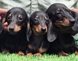 DogsIndia.com - Dachshund Standard Smooth - Raghu