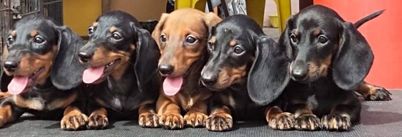 DogsIndia.com - Dachshund - Raghu