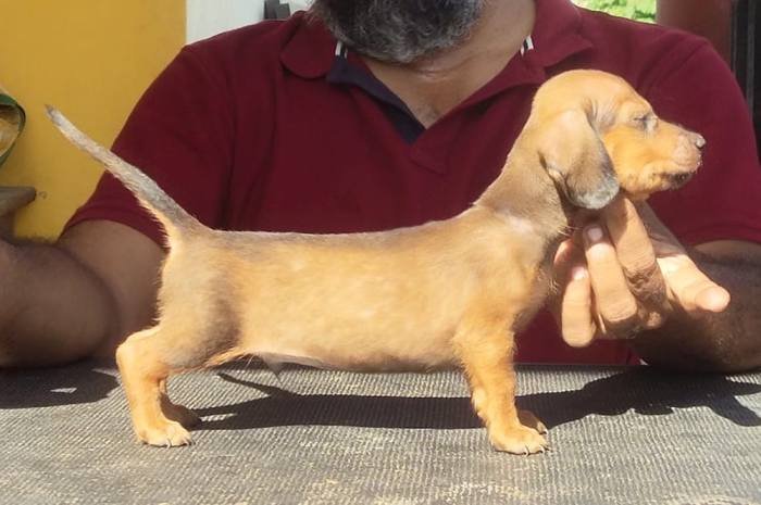 DogsIndia.com - Dachshund - Raghu
