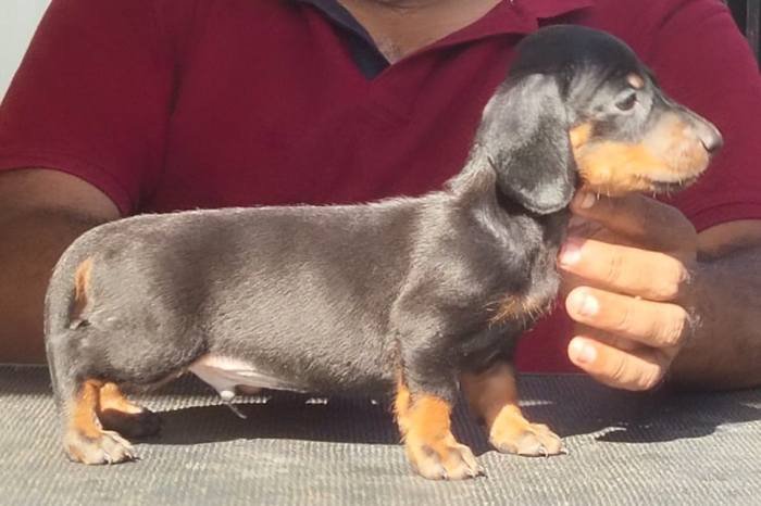 DogsIndia.com - Dachshund - Raghu