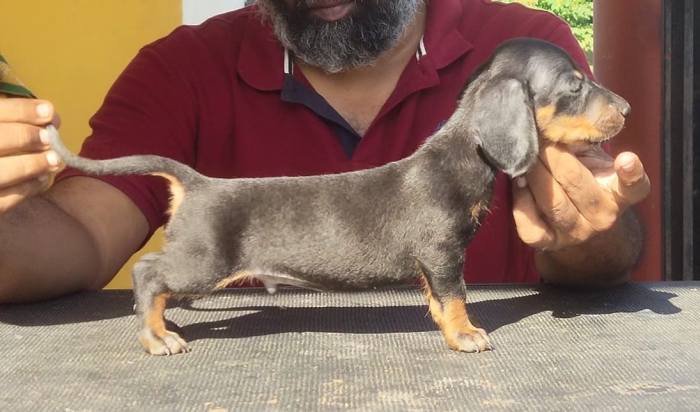 DogsIndia.com - Dachshund - Raghu