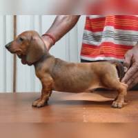 DogsIndia.com - Dachshund - Attilas - Anish Ashraf