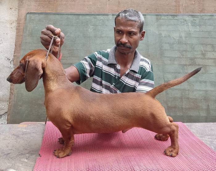 DogsIndia.com - Dachshund - Attilas - Anish Ashraf