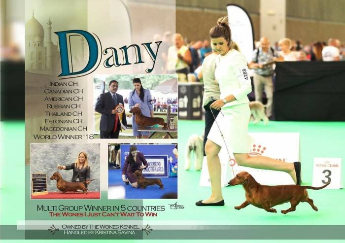 DogsIndia.com - Dachshund Standard Smooth - Siddhesh Salunke
