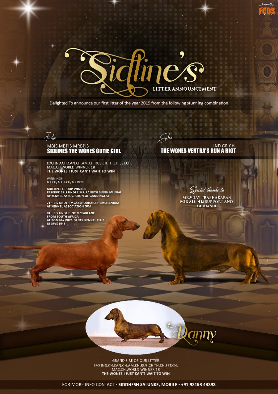 DogsIndia.com - Dachshund Standard Smooth - Siddhesh Salunke