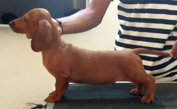 DogsIndia.com - Dachshund Standard Smooth - Siddhesh Salunke