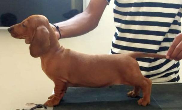 DogsIndia.com - Dachshund Standard Smooth - Siddhesh Salunke